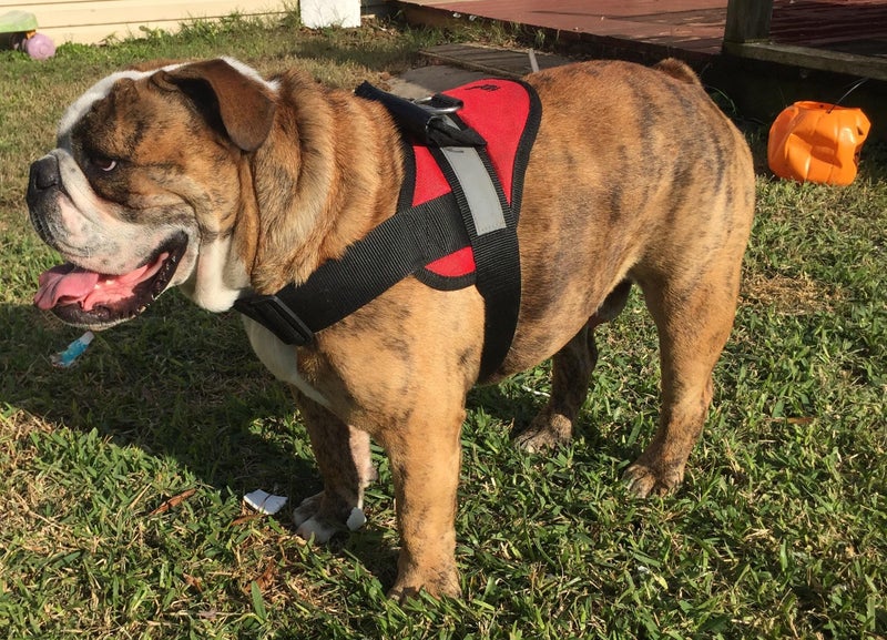 HDP Big Dog Soft No Pull Harness Size:Medium Color:Red - Image 1